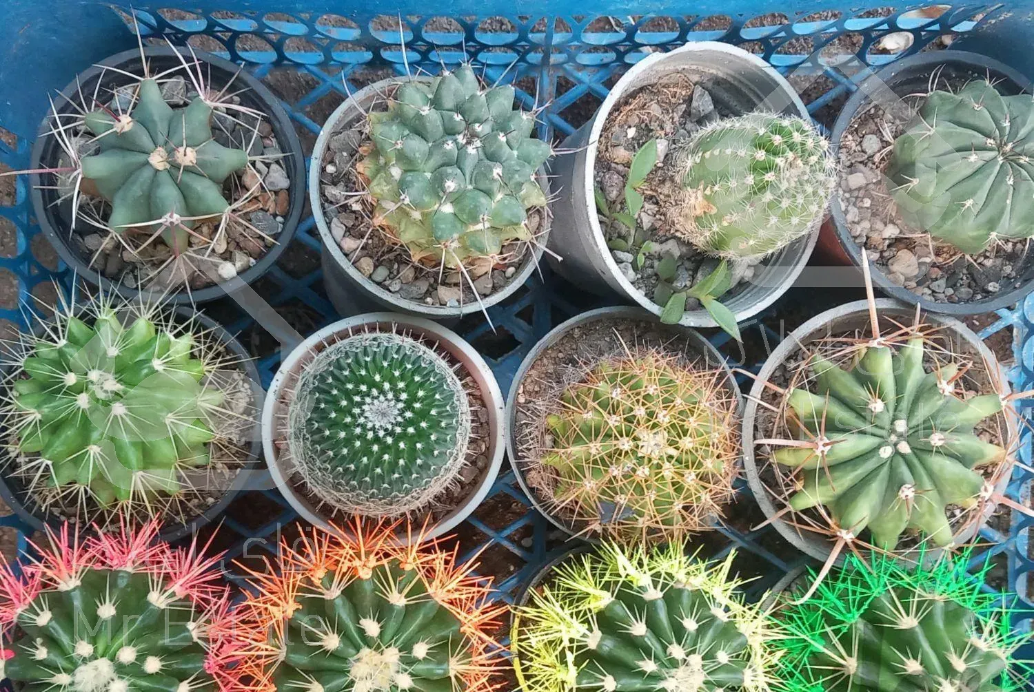 گل وگیاه طبیعی همه نوع