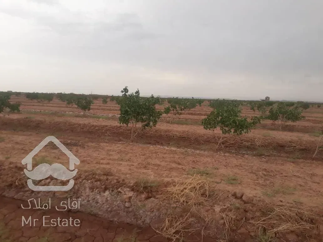 7هکتار باغ پسته نیشابور