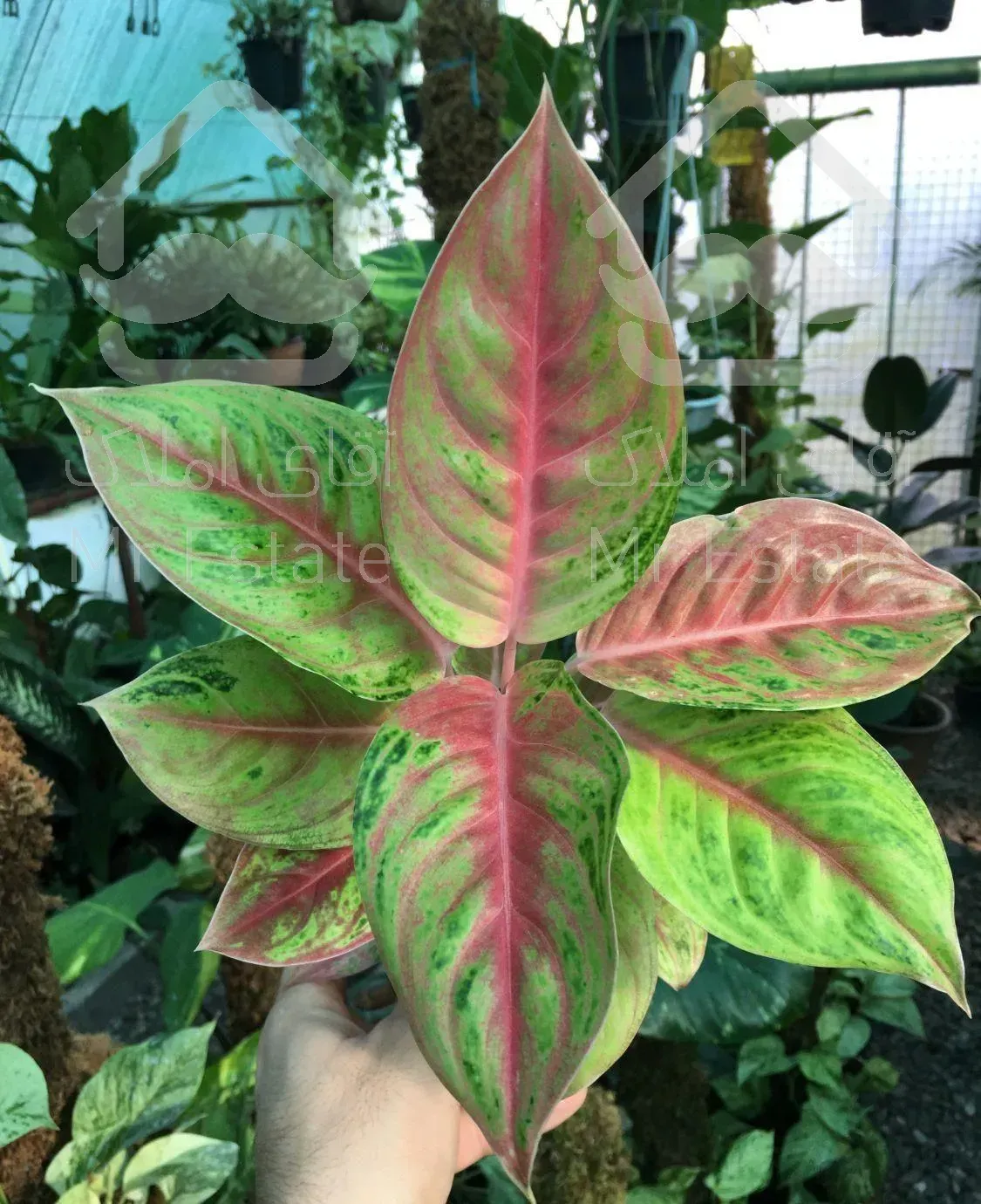 گل و گیاه آپارتمانی گیلان