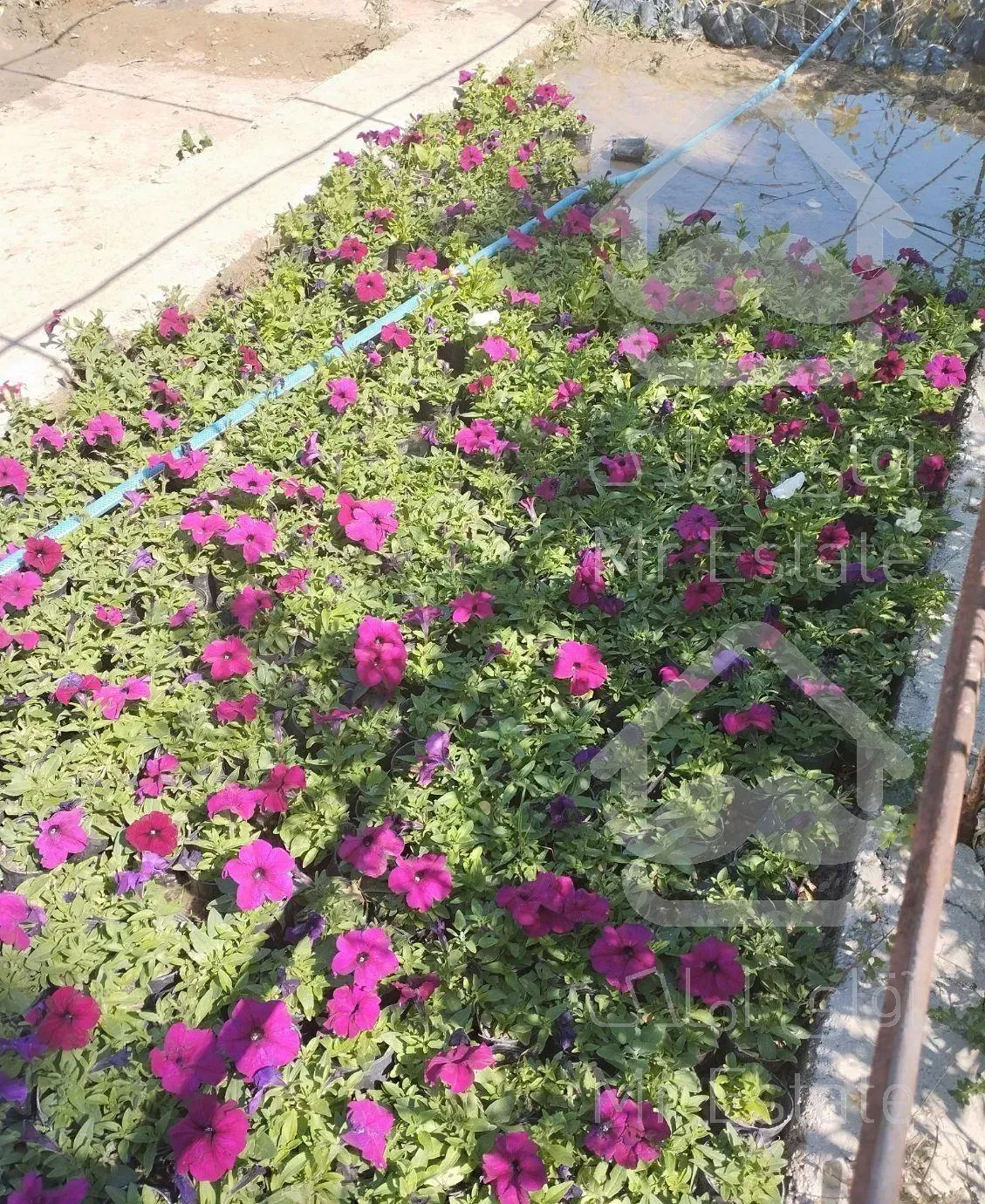 طراحی فضای سبز.کاشت چمن..مشاور گیاه پزشکی