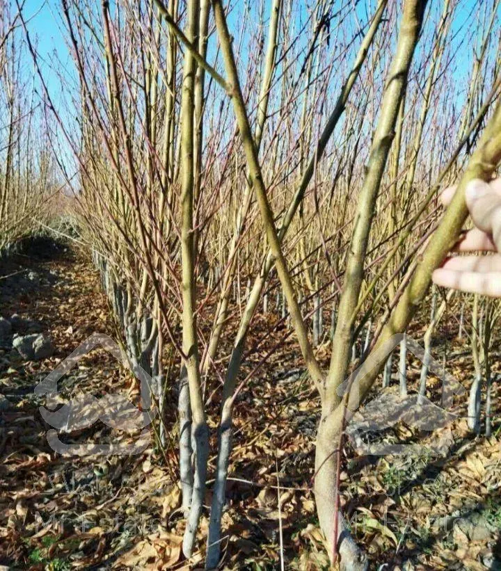 خدمات باغبانی کاشت و طراحی فضای سبز