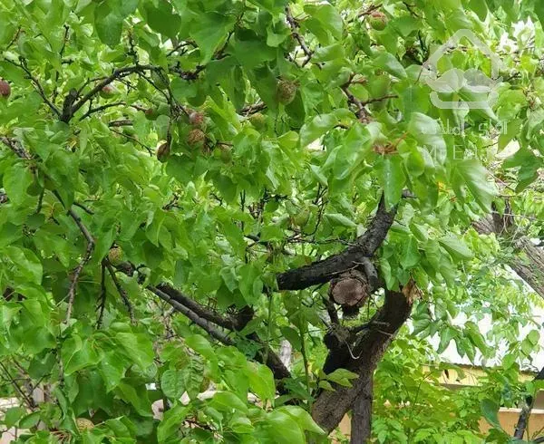 ویلا ۱۶۰متری در آینه ورزان