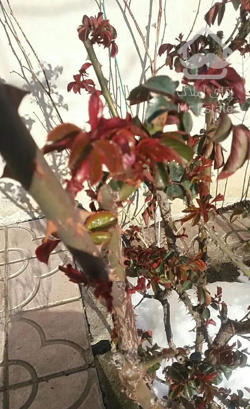 اجاره ویلا مسکونی   در کلیبر