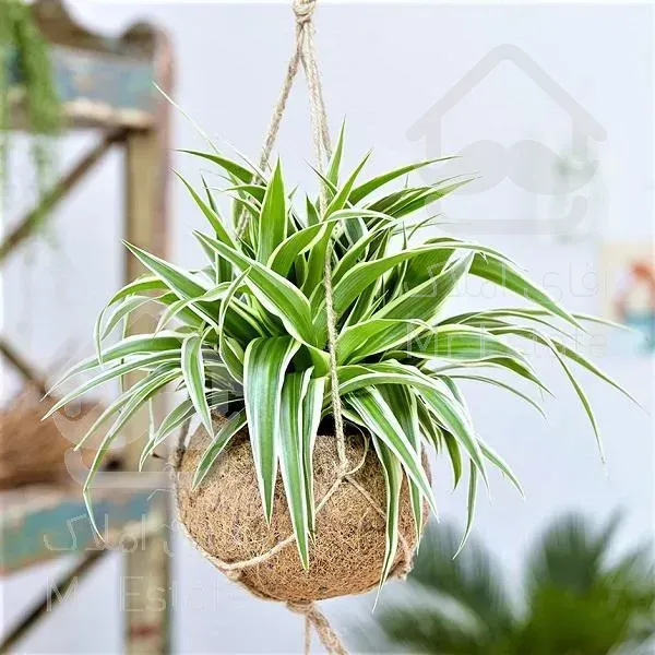 گلدان گلهای طبیعی