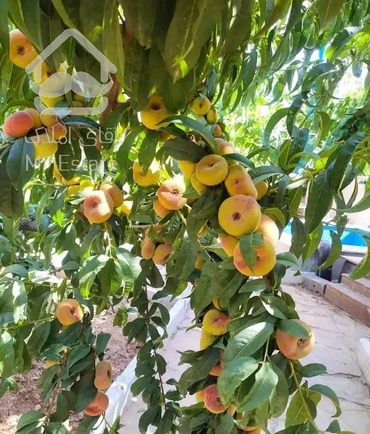 ۵۰۰ متر باغ ویلا  فوق