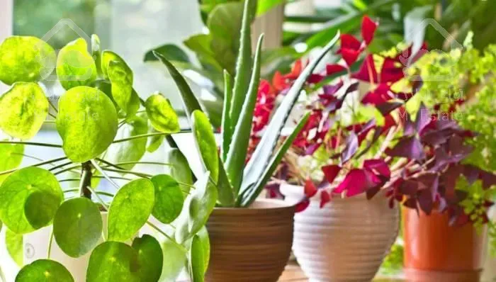 گل کاکتوس صخره ای