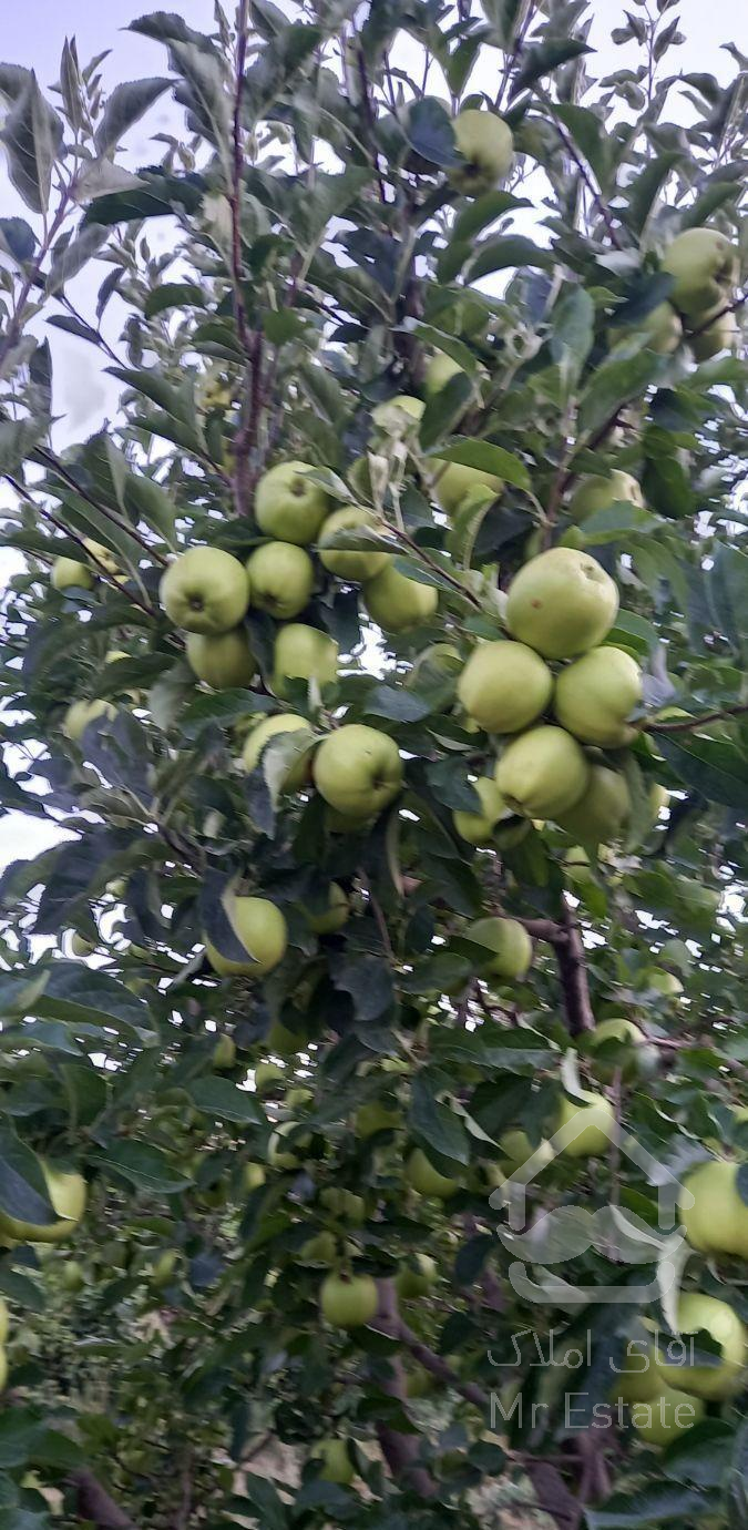 اجاره باغ سیب  ۱۴۰ درخت ،تخمین ۲۵ تن پر آب