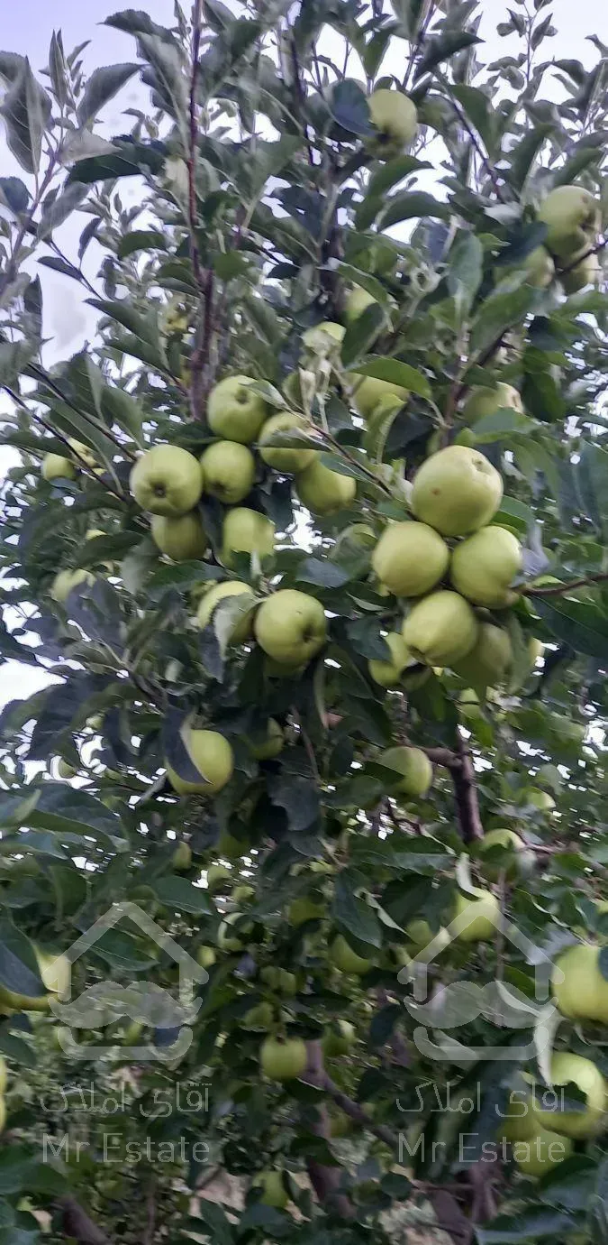 اجاره باغ سیب  ۱۴۰ درخت ،تخمین ۲۵ تن پر آب