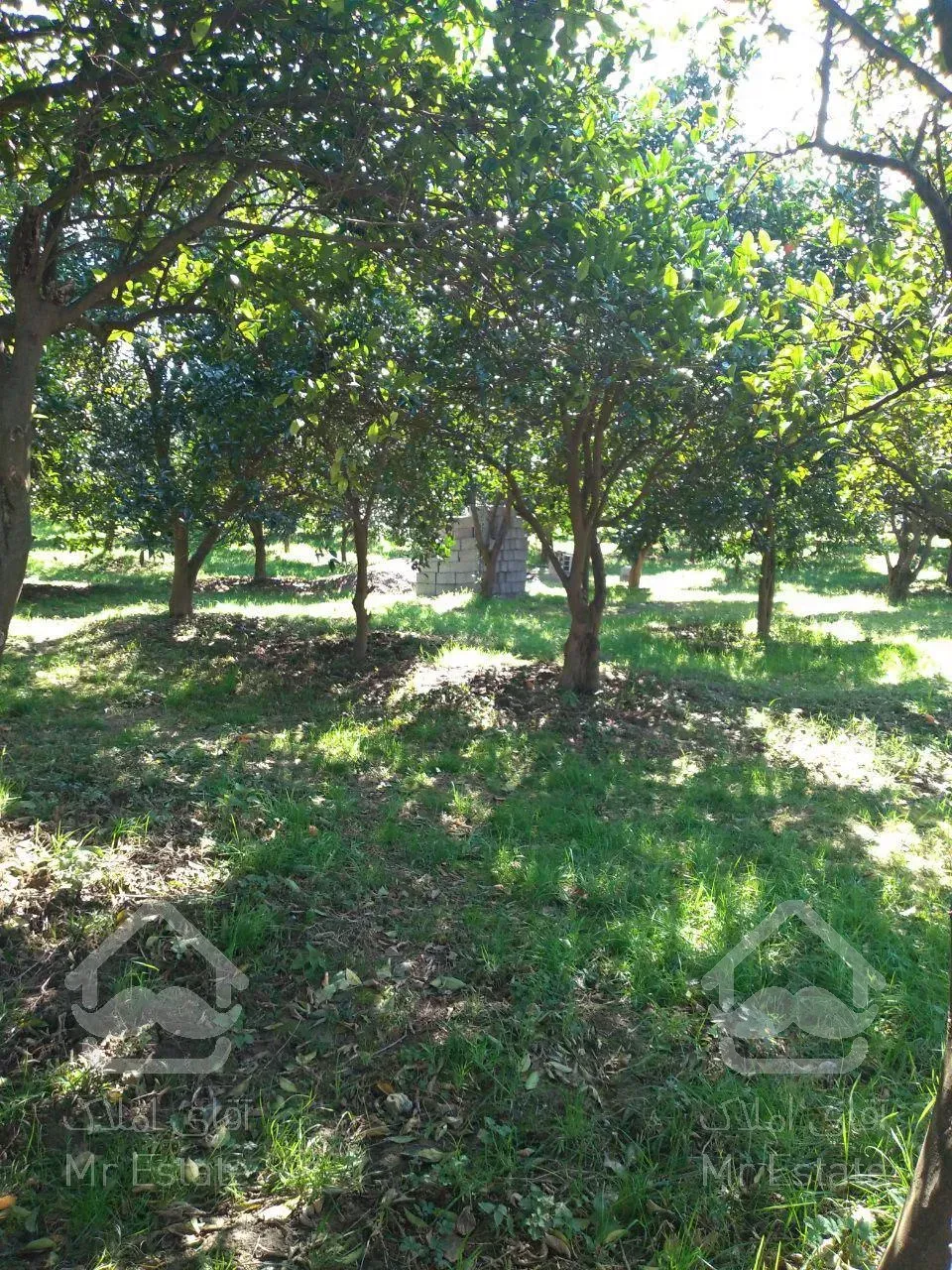 فروش باغ مرکبات لوکس،دارای یک جواز و چسبیدا به بافت