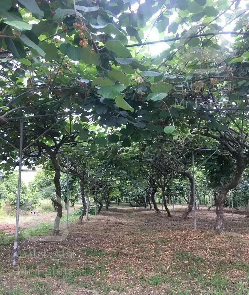 ویلا باغ 13هزار متر سند تک برگ شش دانگ