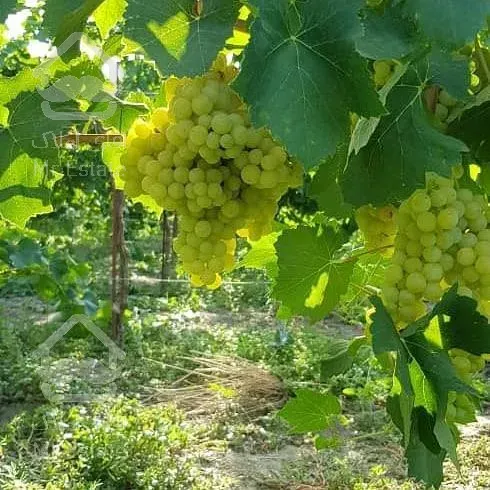 فروش ۱۰۰۰متر باغ حوالی زاینده رود