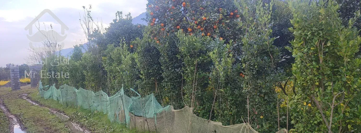 انواع گل و گیاه