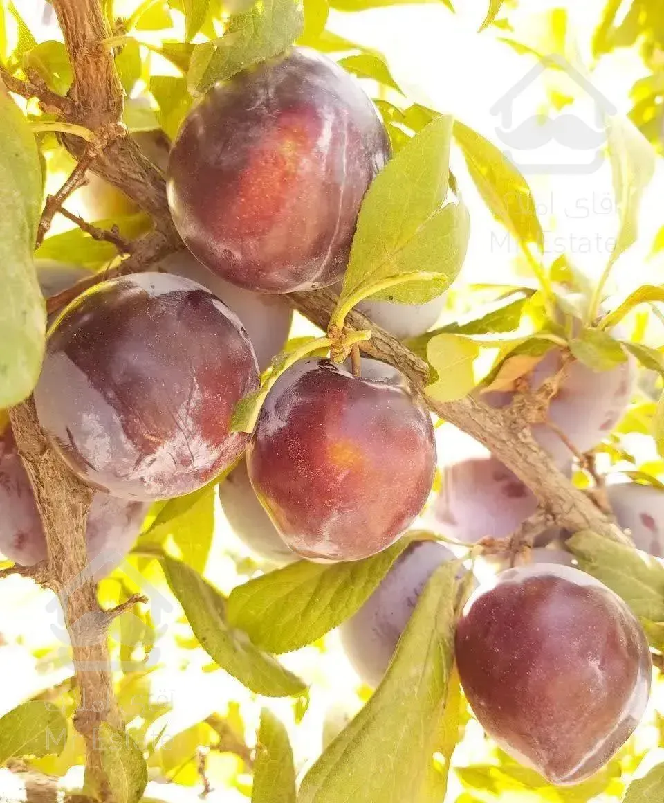 باغچه مشجر بالای اتوبان چهاردیواری