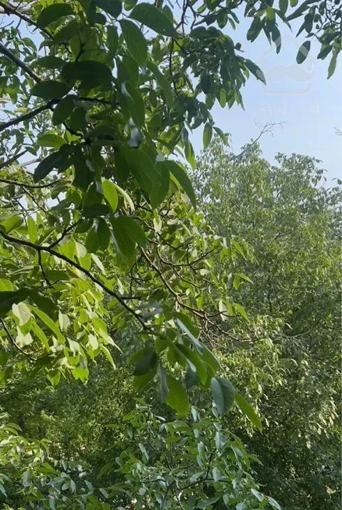 اپارتمان ۳۳۰ متری 4خواب دیپلمات نشین