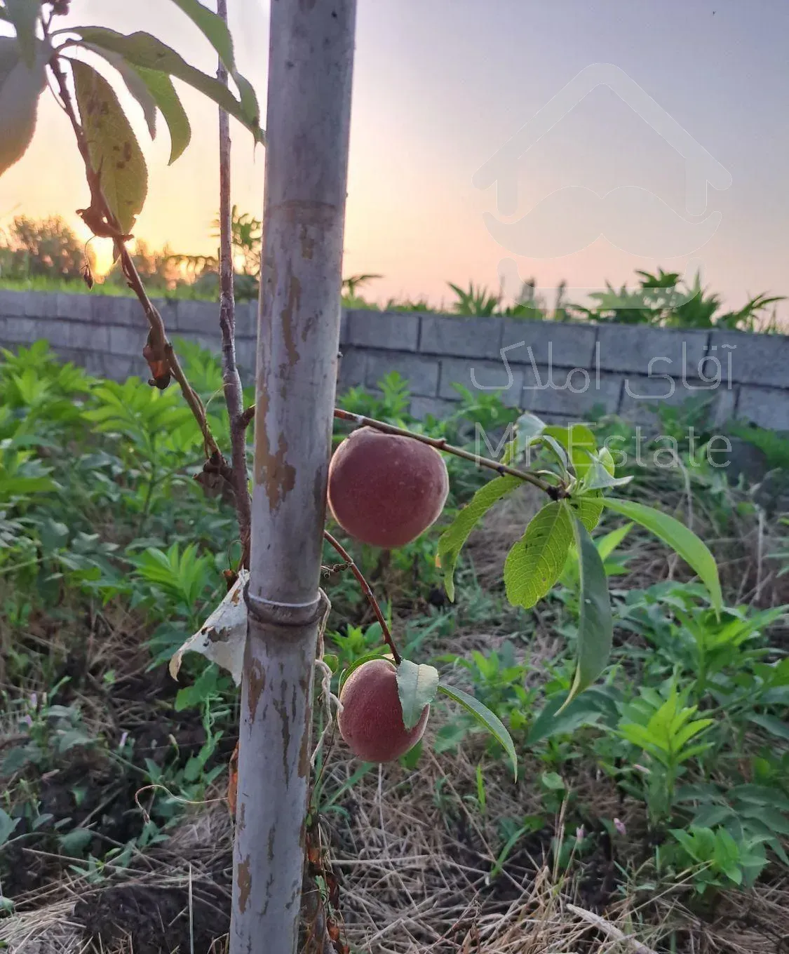 خانه باغ ۱۲۰۰متر با ساختمان نیمه ساخت دوبلکس۲۰۰متر