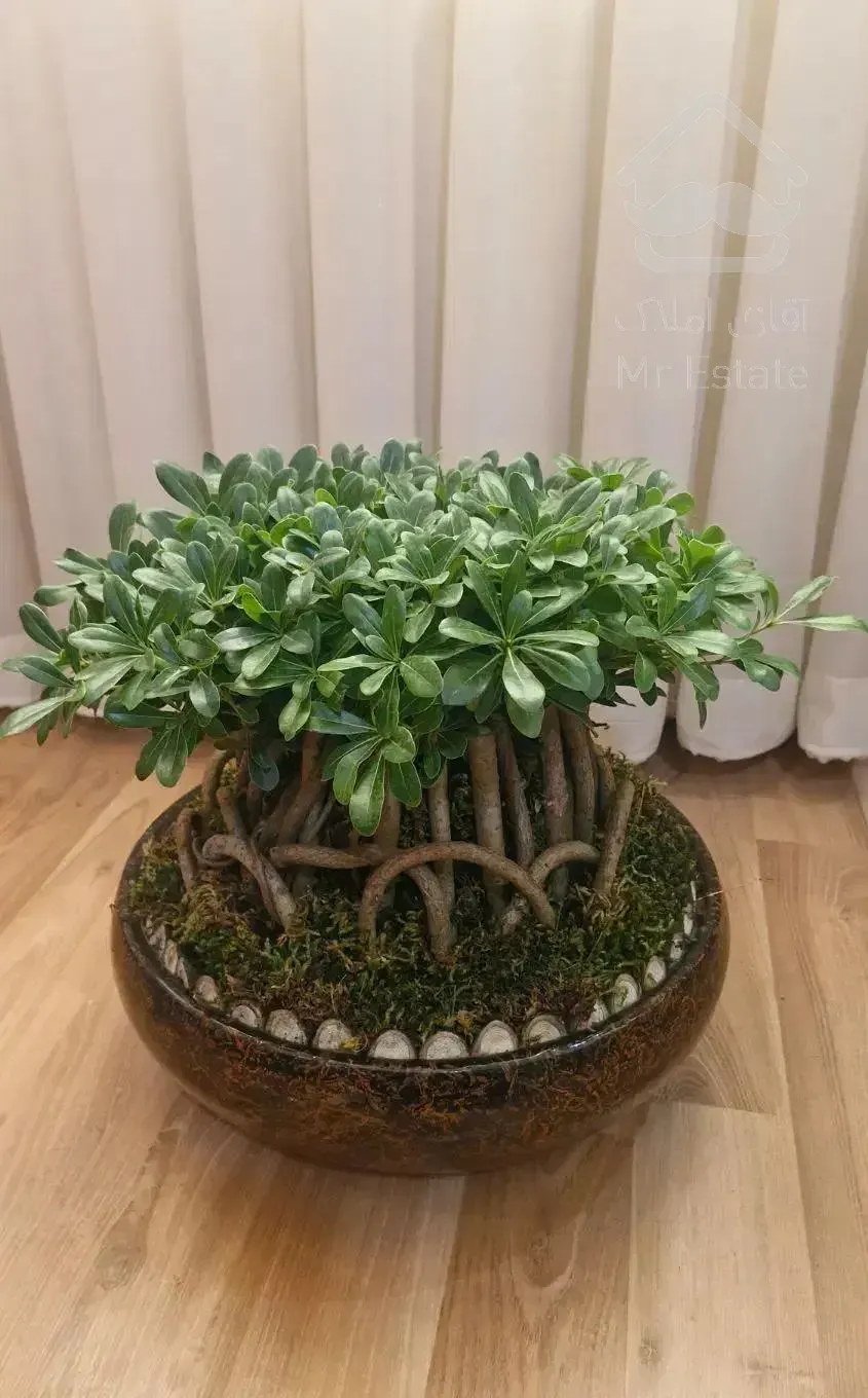 سهروردی شمالی ۵۹ متر نوساز ویو ابدی باامکانات