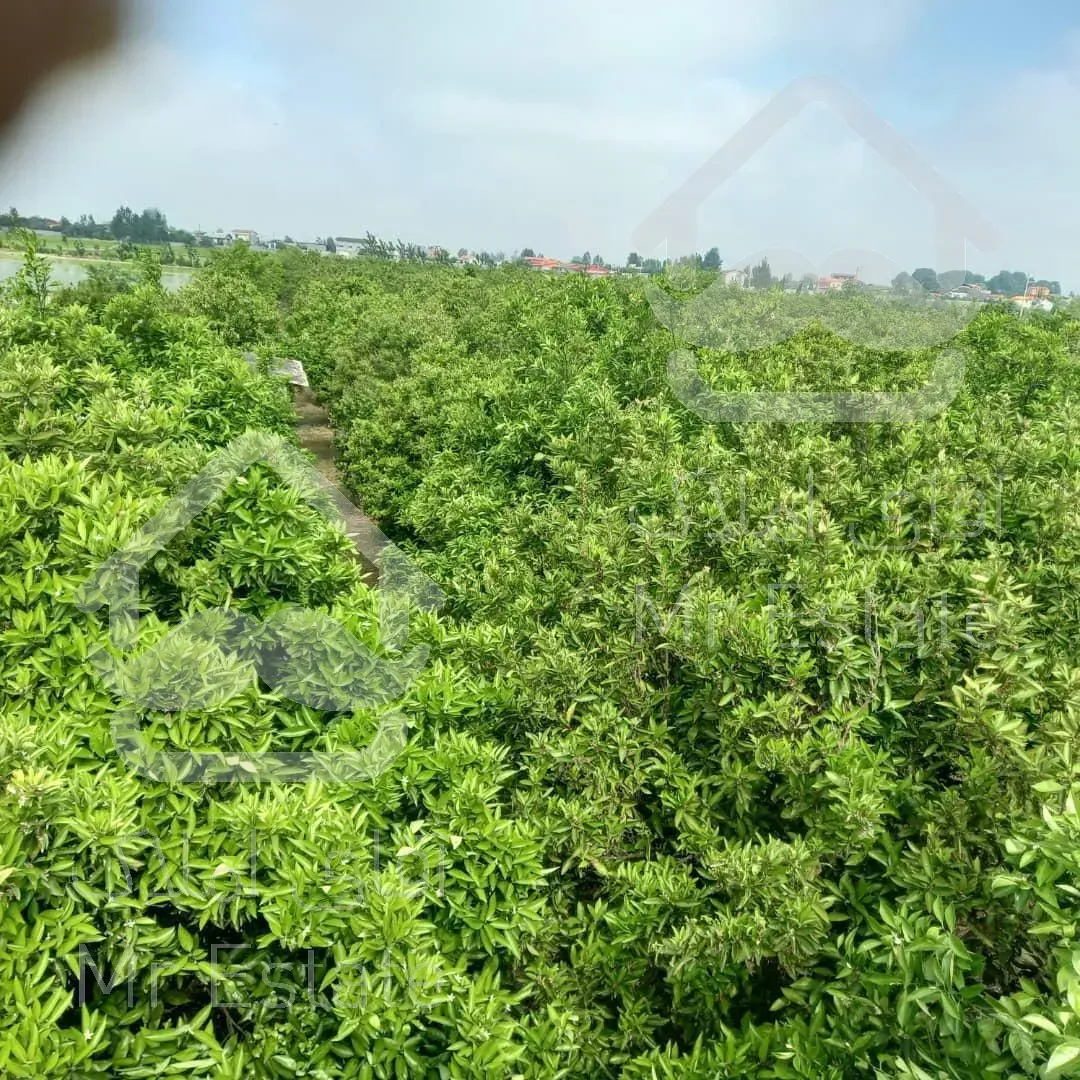 یک هکتار باغ مرکبات