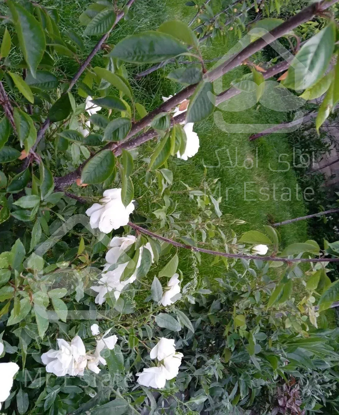 ویلای به متراژ ۲۷۰ متر