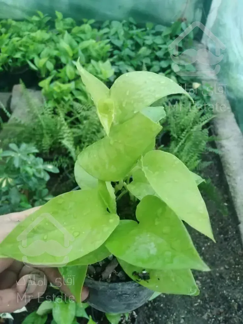 فروش گلخانه ،،سقف متحرک