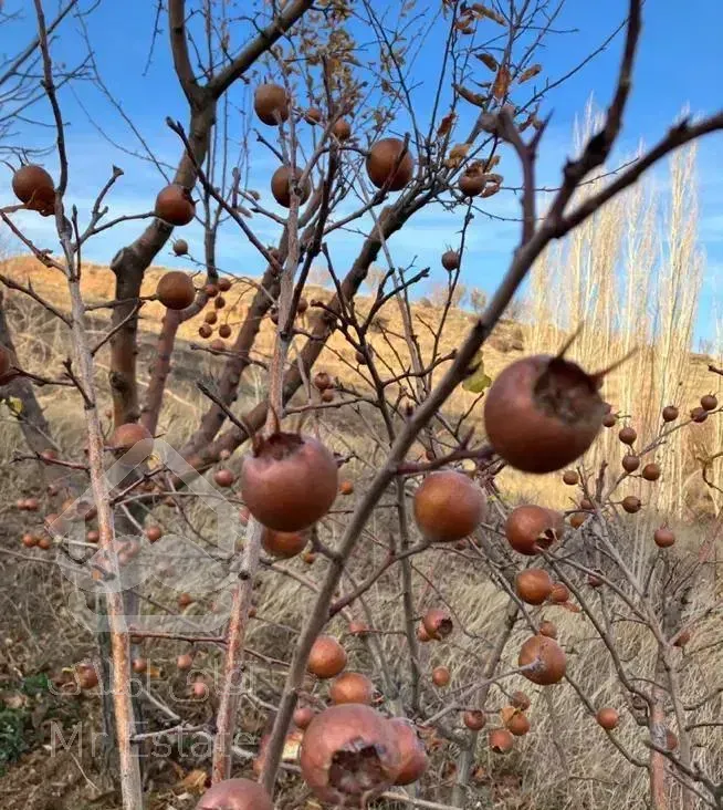 فروش باغ به همراه خانه مسکونی فیروزکوه