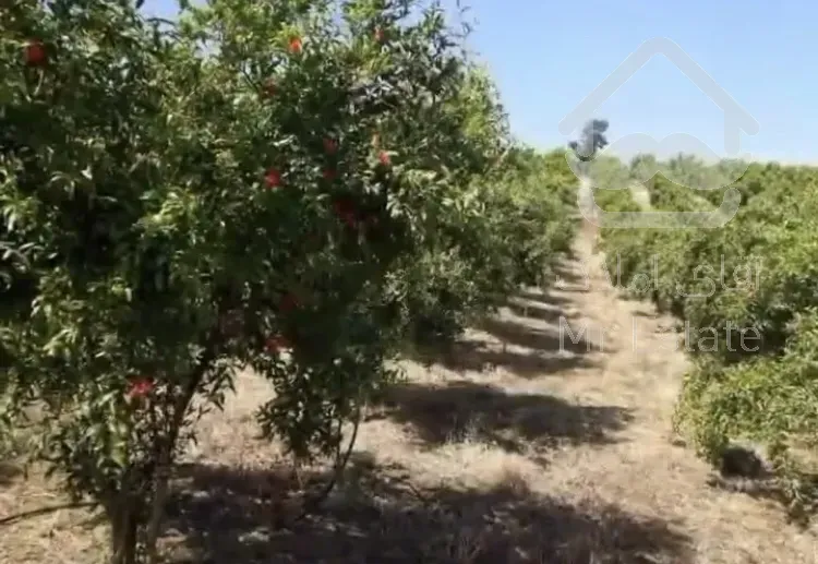 باغ آماده / باغ انار گل انار زود رس/ سرمایه گذاری باغداری