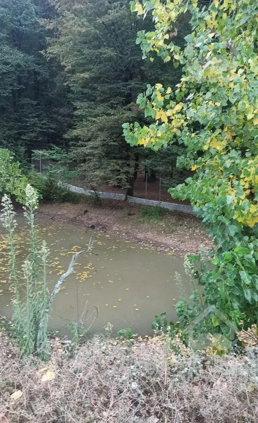 زمین جنگلی قادیکلای بزرگ با موقعیت تجاری  قادیکلا