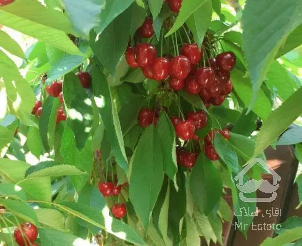 باغچه دارای ۸۰۰متر زمین ودرختان میوه در کوهسار