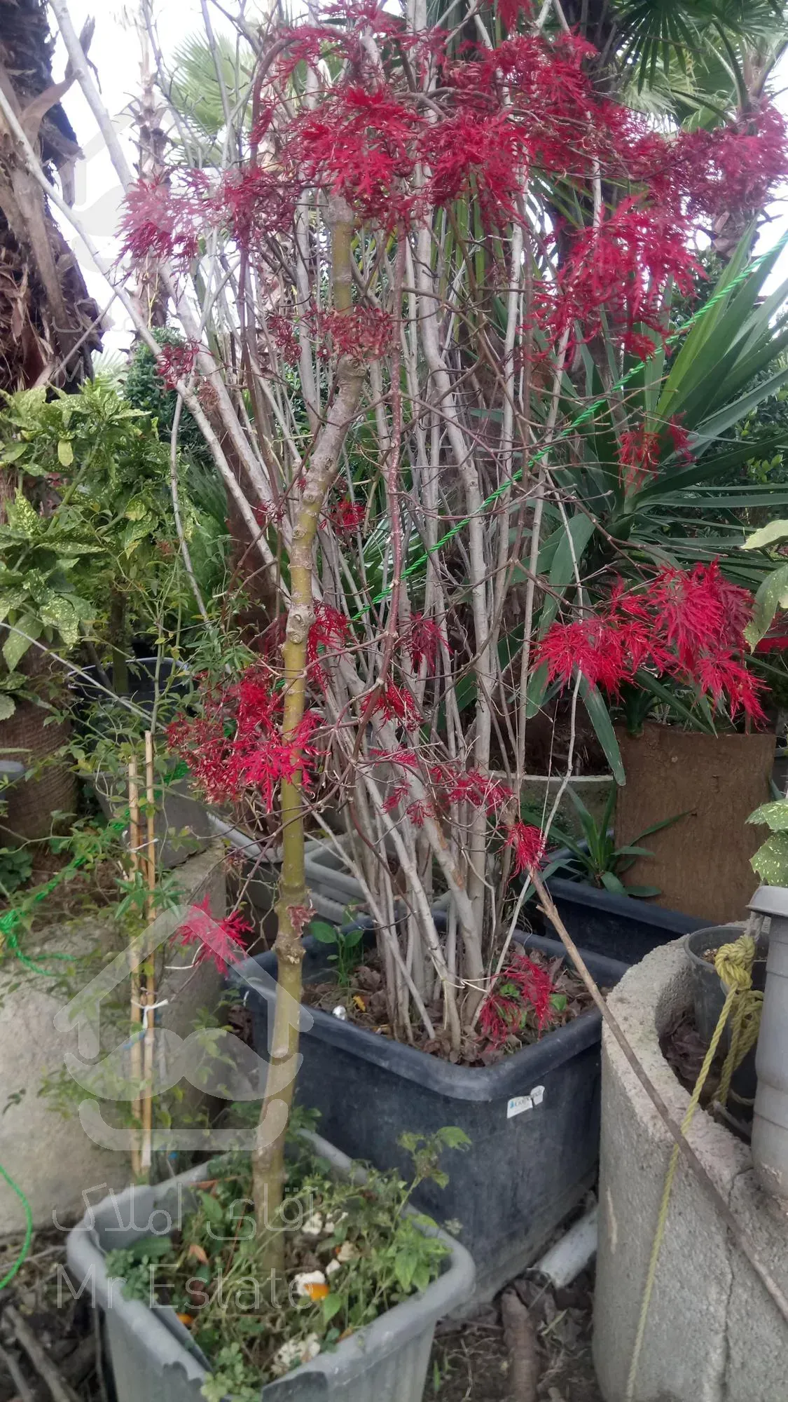 نهال درخت درختچه فروشی گلدانی میوه گلهای خانگی گیاهان آپارتمانی خدمات سرویس گل وگیاه غیرمیوه مثمر غیرمثمر