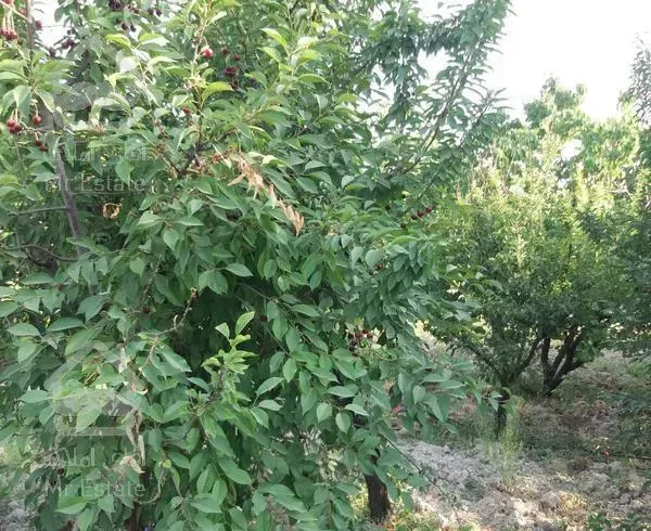 باغ ویلا ۷۷۱ متر بنا ۶۵ متر دو خوابه