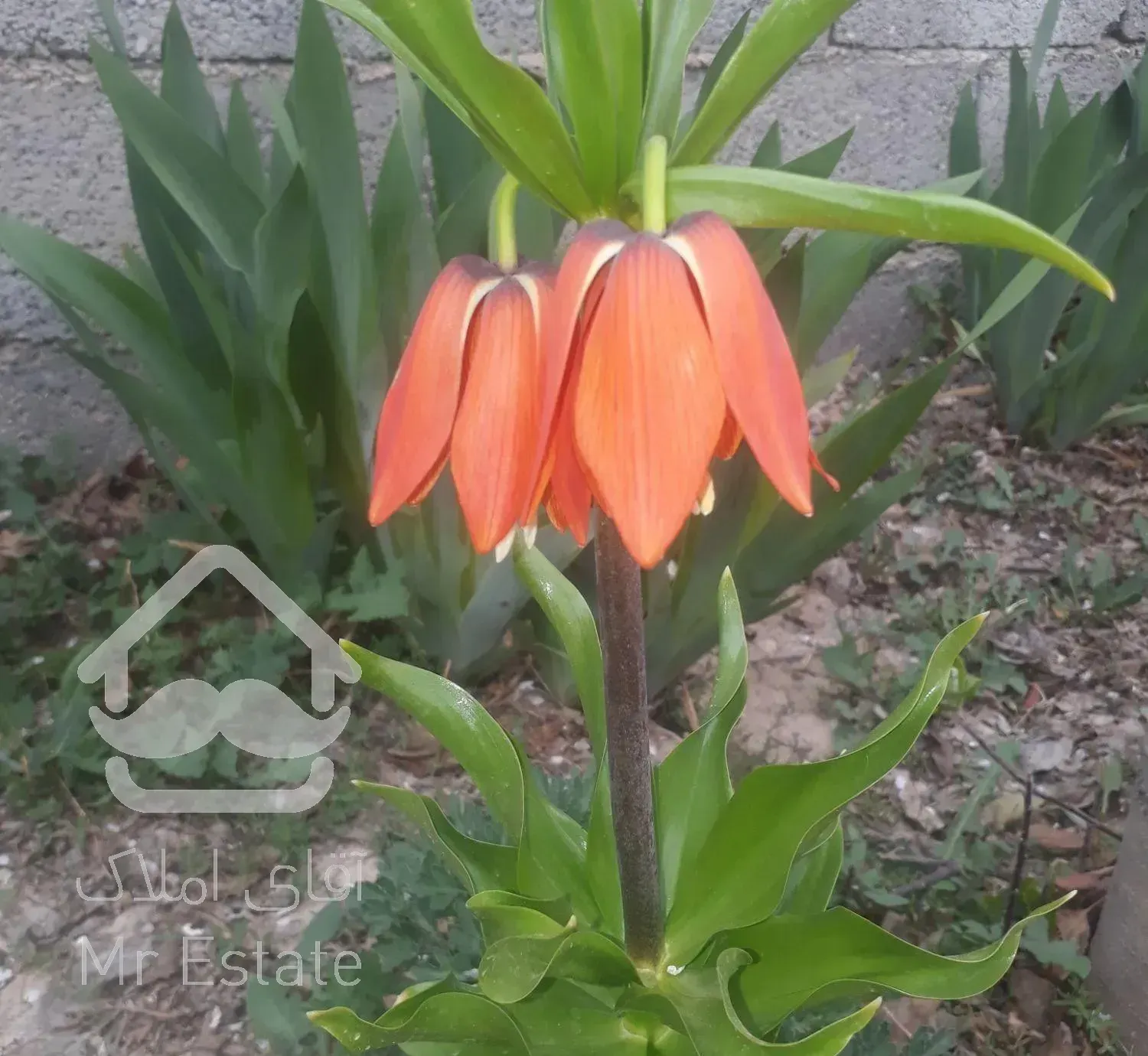 وعرض ادب خدمت شما