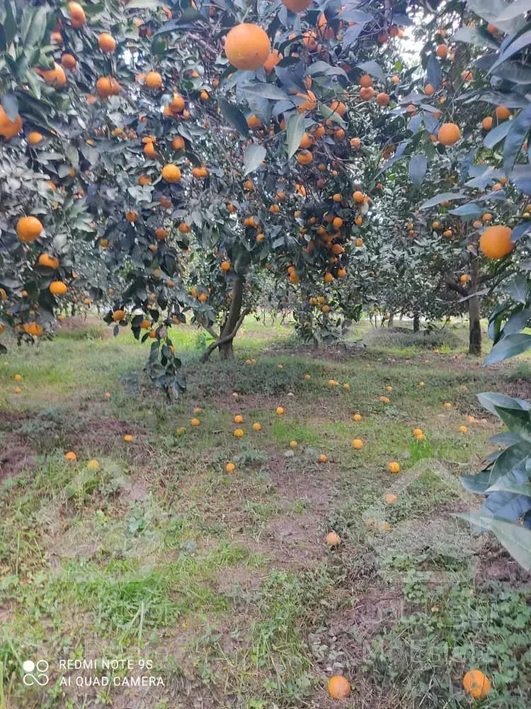 زمین باغ مرکبات تو بافت سند دار