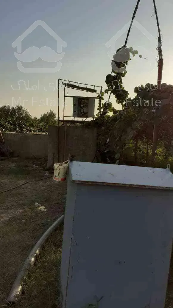 باغ کیوی سند دار پرمحصول