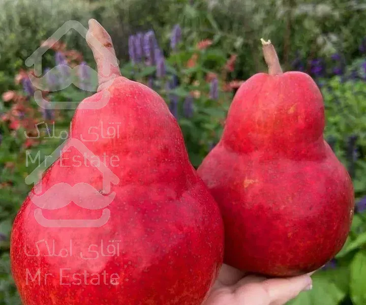 طراحی فضای سبز،تهیه نهال و گل های زینتی،هرس فنی