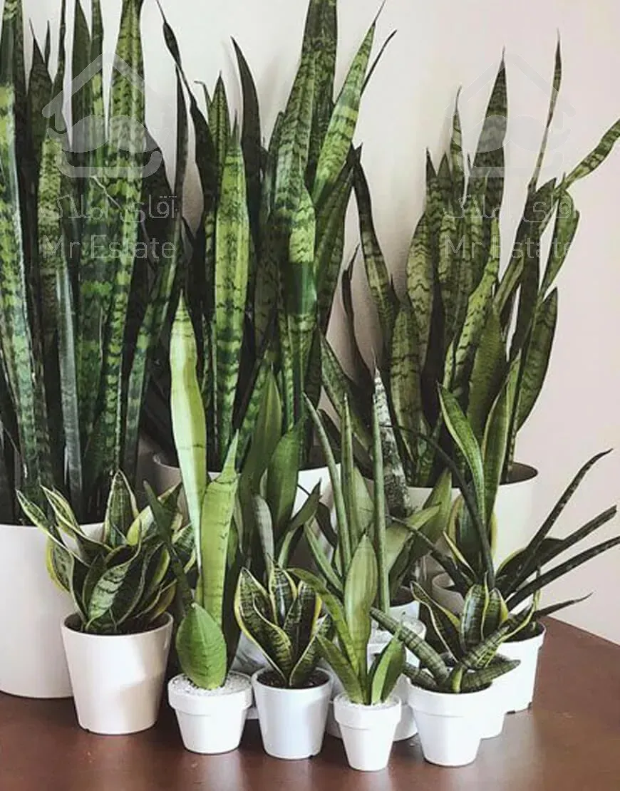 درختچه بزرگ آرالیا