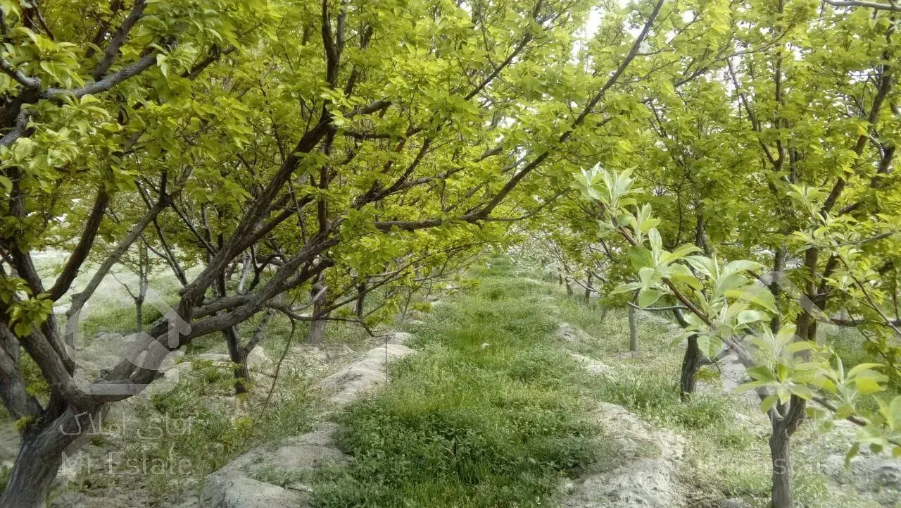 باغ میوه / زمین / باغ ویلا