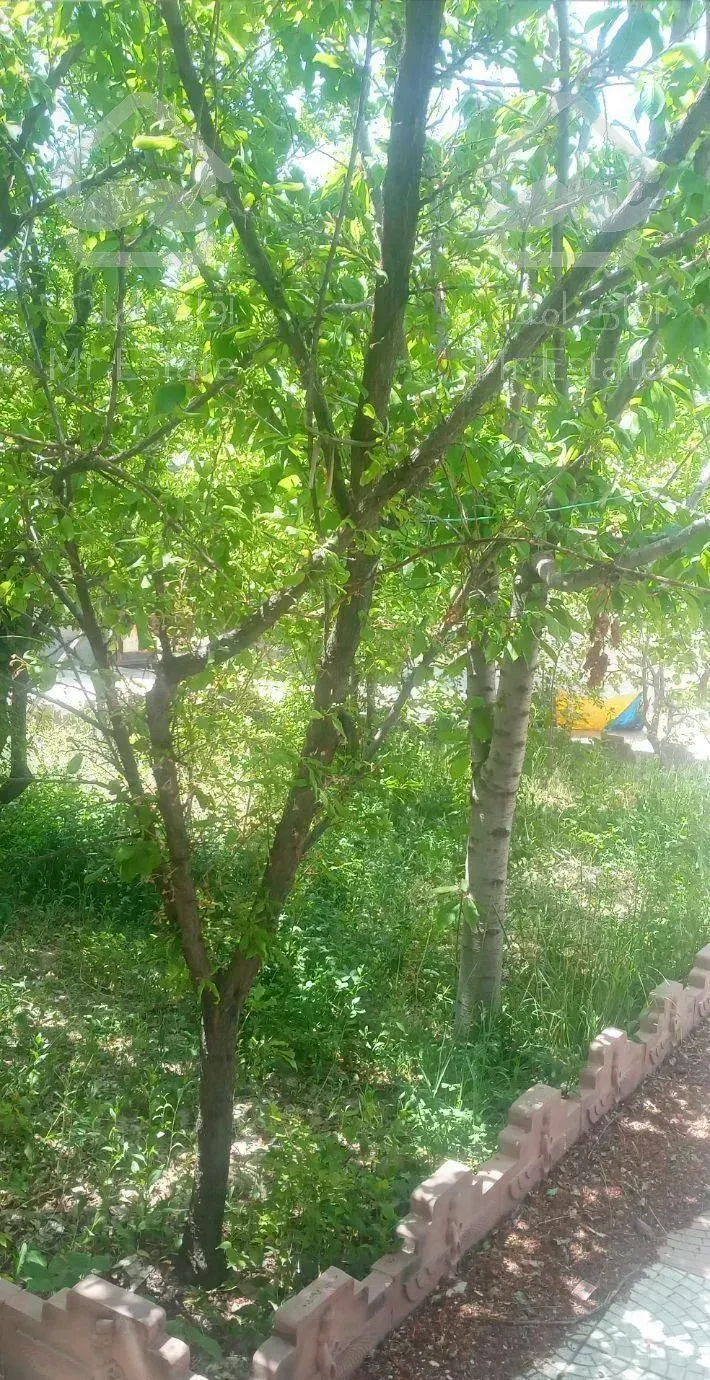 حیاط ویلای در شهرک خاوران زرنق