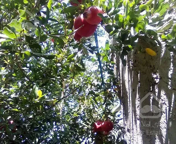 خانه ویلایی ۳۰۰متری تک خواب