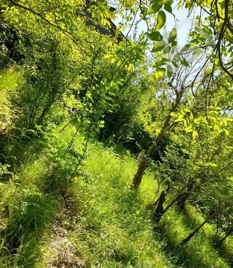 باغ میوه لواسان بزرگ(رسنان)