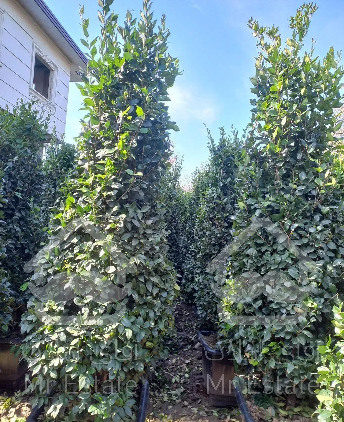 فروش انواع گل و گیاه به صورت عمده