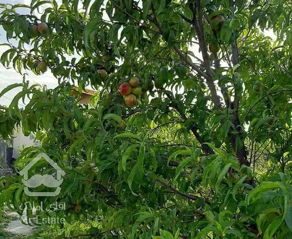 باغ ویلا ۵۰۰متری ابتدای کلفور