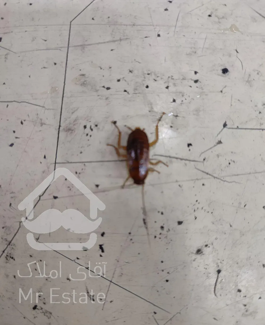 سمپاشی کلاسیک