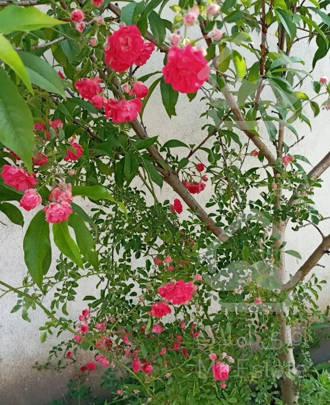 اقامتگاه باغ سالار رشت بامجوزرسمی نوساز