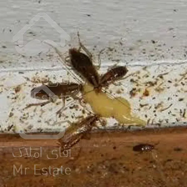 ریشه کنی سوسک بدون سم و سمپاشی