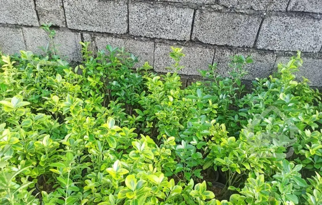 فروش عمده گل وگیاه