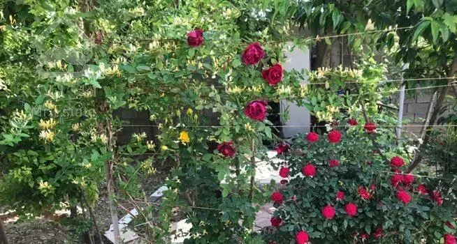 باغ دور دیوار با امتیازات