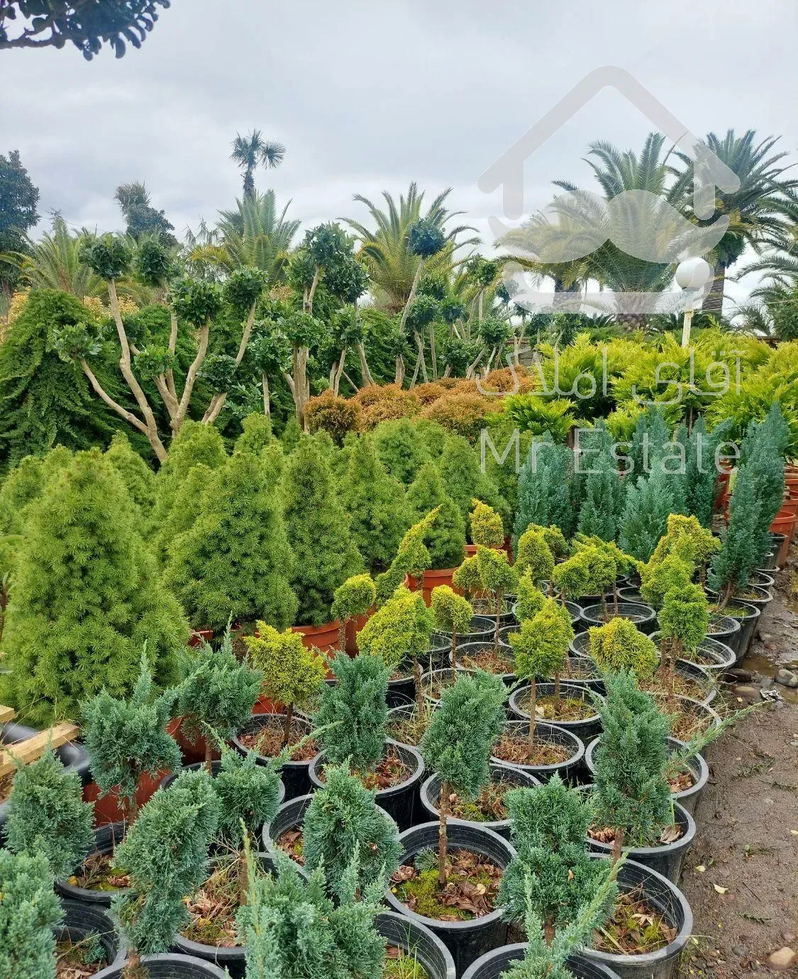 فروش گل و گیاه فضای باز