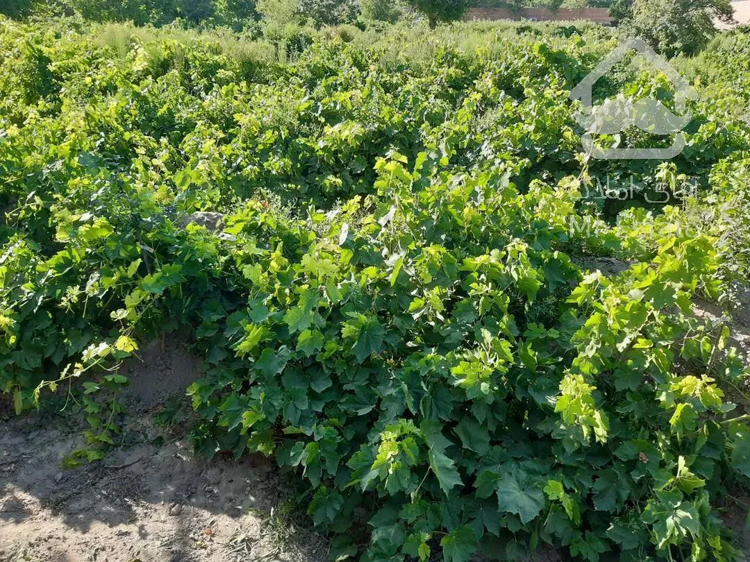 ده هزار متر باغ ویلا