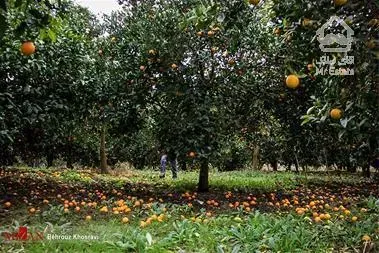 خرید باغ مرکبات ۲۴۰۰۰ متری در ساری