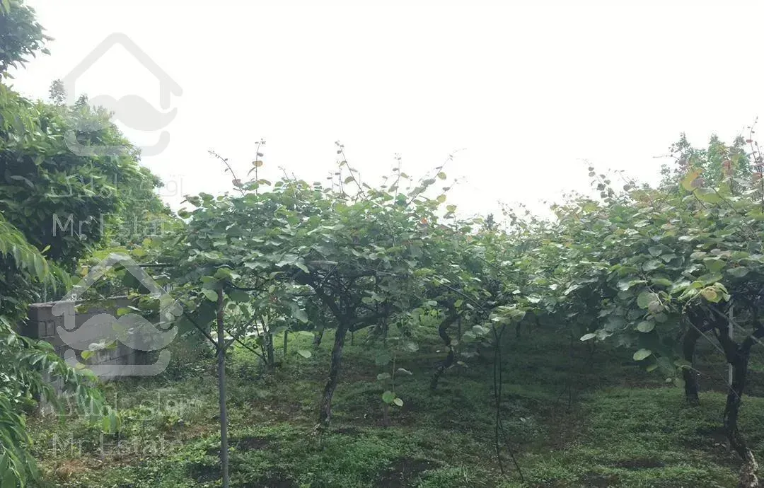 ویلا باغ 13هزار متر سند تک برگ شش دانگ