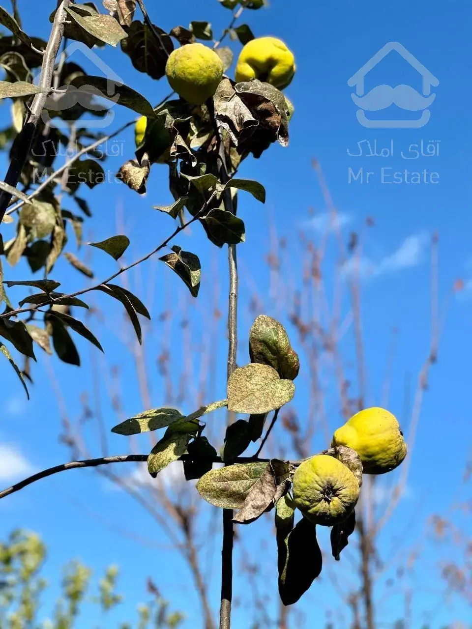 فرووش فووری ویلا باغ در منطقه ی خوش نشین و برند ۳۱۰ متری در آمل